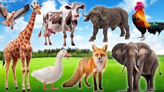 Lovely Animal Moments: Elephant, Cow, Fox, Rooster, Dog, Cat, Sheep - Animal Sounds