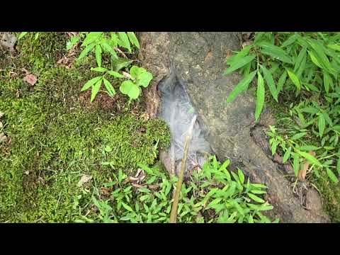 Treating the Carpenter Ants in the Tree in Tinton Falls, NJ
