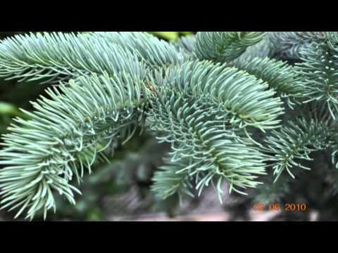 Satul Bociu 2010 poze