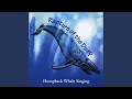 Caribbean Humpback Whale