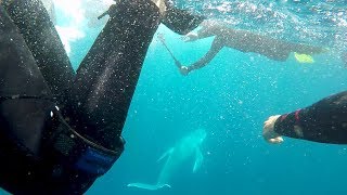 Sunreef Mooloolaba Swim with Whales season update August 2017 - P&O Cruises