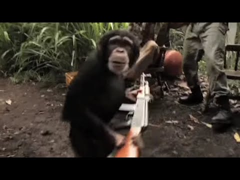 Apes Together Strong !