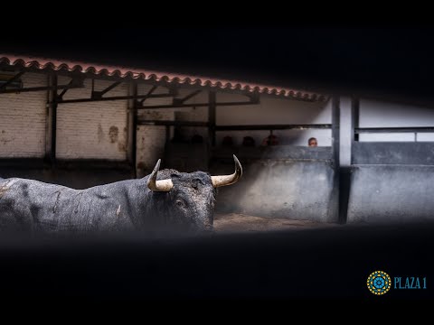 Desembarque toros de José Escolar y Hoyo de la Gitana