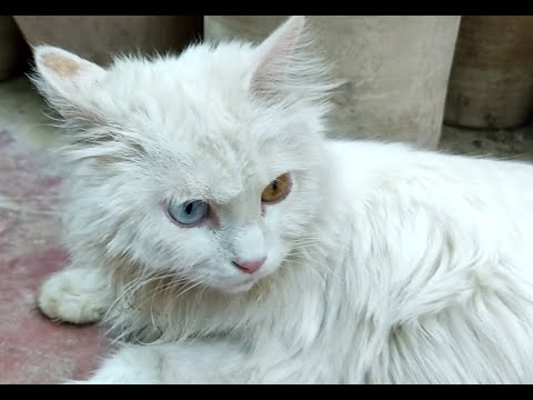 Miew Cat is relaxing and her kitten playing