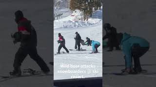 Download lagu Wild boar attacks snowboarders at Myoko ski resort in Japan. Video by @joeysmyoko mp3