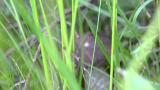 preview picture of video 'Kozák brezový-Leccinum scabrum'