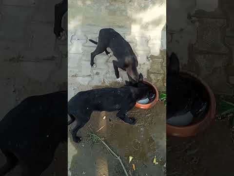 #ilovemydog ♥️♥️