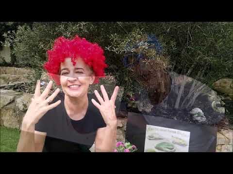 ¿Existe una rana linda?