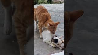 Download lagu kucing betina nolak kawin - female cat refuses to mate . please subscribe my channel 🐈 mp3