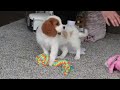 Cavalier King Charles Spaniel dogs for sale: Colson - Video 1