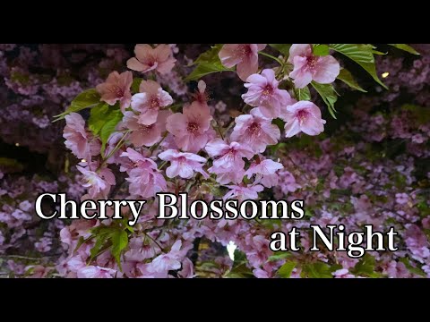 【4K】Night Cherry Blossoms in Tokyo　「夜桜」