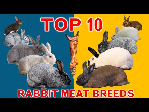Top 10 Rabbit Breeds for Meat