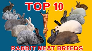 Top 10 Rabbit Breeds for Meat