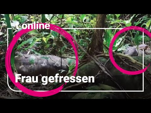 Python frisst Frau in Indonesien: Riesenschlange mit Beute im Bauch