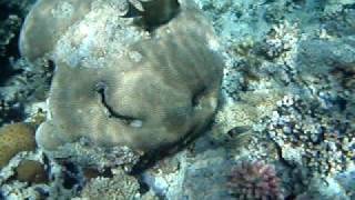preview picture of video 'Corals & Fishes, Red Sea, Jordanië, Fox vacation'