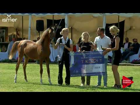 Strohen 2018 C-Show Foal Championship