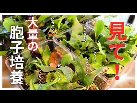 園芸 日本のアワビ胞子性