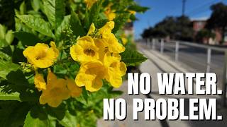 7 Texas Native Plants You Can't Kill