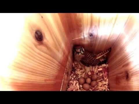 UFA American Kestrel Box, female incubating 5 eggs, 2015 , 2