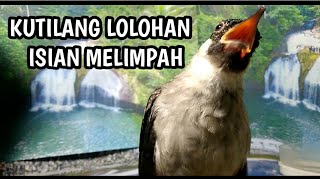 Download lagu Suara ISIAN MELIMPAH KUTILANG LOLOHAN menekan rapat mp3