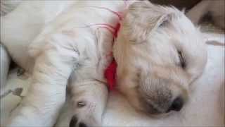 英国ゴールデンレトリバー　生後3週間 English Golden Retriever Puppy 3Weeks Old