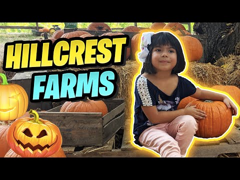 The Best Pumpkin Patches EVER ! Hillcrest Farms!