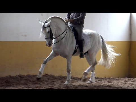 **SOLD** Baroque Andalusian PRE Stallion 2017 - 1,68 cm (#MP593)