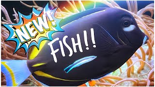 We Add a Tang to an Existing Tang Gang and LFS Visit | Nick’s Aquarium | Red Sea Reefer 3XL 900