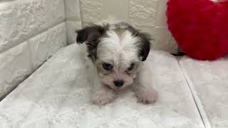 ハーフ犬の動画01