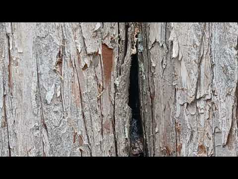 An Old Tree Harbors Carpenter Ants in Princeton Junction, NJ