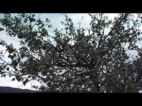 Comuna Valea Lungă, Jud  Alba 31 08 2013 part 19