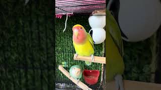 Download lagu Lovebirds calling sound #rbnbirds #birds #pets #budgies #parrot #lovebirds #shorts mp3