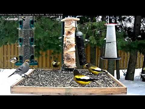 Trio Of Male Evening Grosbeaks Entertain Visitors At Ontario Feeders – Nov. 13, 2017