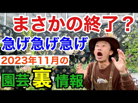 冬に向けてアジサイを鉢植えで準備する