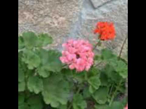 Сношти јас те чекав Маре - народна песна