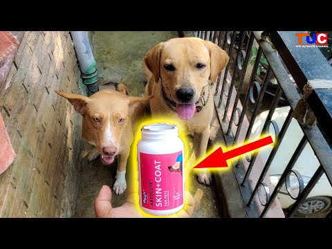 Drools Absolute Calcium Supplement Tablets