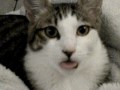 Kitten lick air (Alfa) - Známka: 1, váha: velká