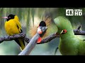 Most Magnificent Birds Of Africa Stress Relief Calming Sounds Birds Chirping Stunning Nature