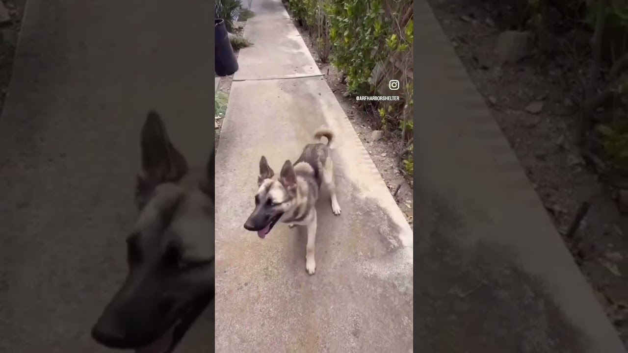 Enlarge Colton URGENT, a ADOPTABLE mixed breed in Rancho Palos Verdes, CA video 6/6