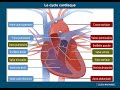 L'anatomie du cœur : à venir !
