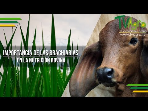 , title : 'Importancia de las Brachiarias en la Nutrición Bovina - TvAgro por Juan Gonzalo Angel'