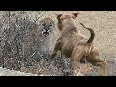 Pitbull vs Mountain Lion Puma (Cougar) - Puma vs Pitbull Comparison