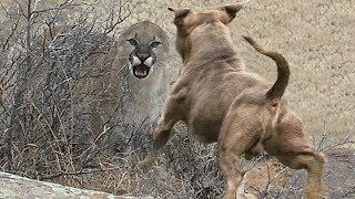 Pitbull vs Mountain Lion Puma (Cougar) Real Fight