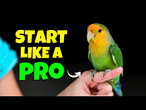 LoveBird 101: Diet, Cage, Common Mistakes, and Expert Tips for New Owners