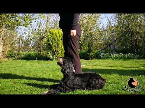 Rally Obedience - Kezdő táblák (mind)