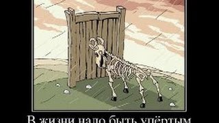 Злой баран. Подборка 13