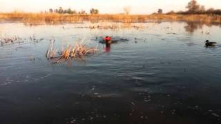 4 month old chesapeake bay retriever
