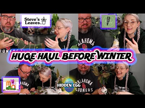 Huge Houseplant Haul & Unboxing from Steve's Leaves, Mt Orchids & The Planty Place