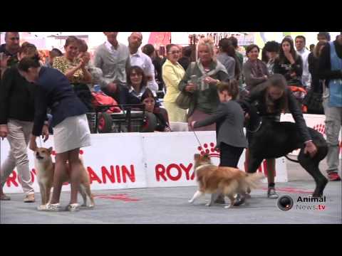 Bastia Umbra 2015 - Junior Handling 1 Domenica