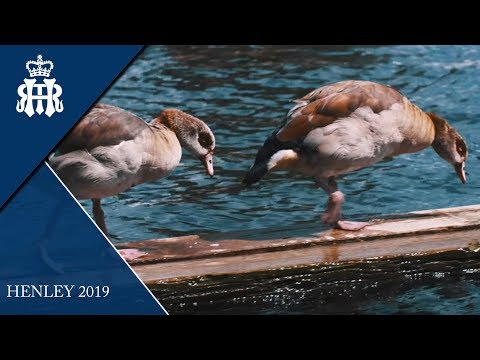 Henley Royal Regatta takes off for 2019!